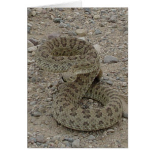 R9 Prairie Rattlesnake Coiled