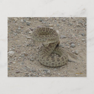 R9 Prairie Rattlesnake Coiled Postcard