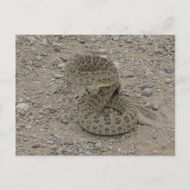 R9 Prairie Rattlesnake Coiled Postcard (Front)