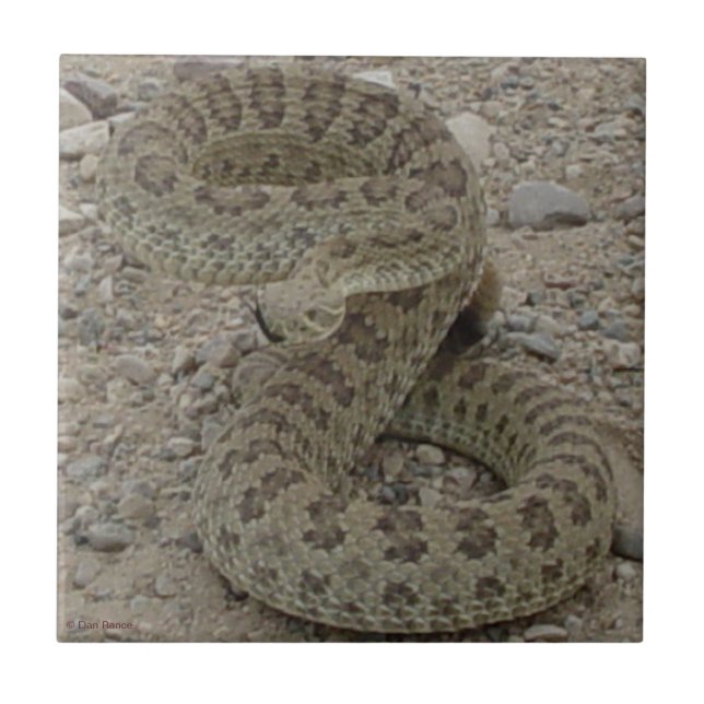 R9 Prairie Rattlesnake Coiled Tile (Front)