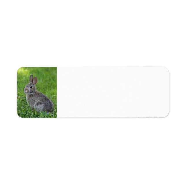 Rabbit (Front)