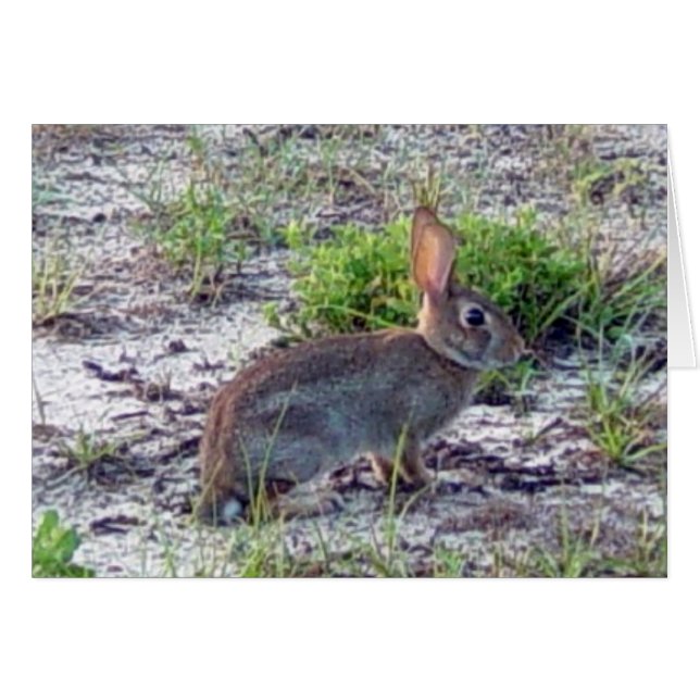 Rabbit (Front Horizontal)