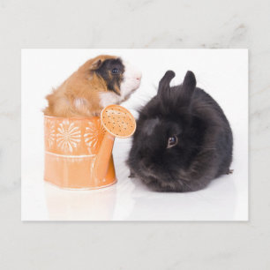 rabbit and guinea pig postcard