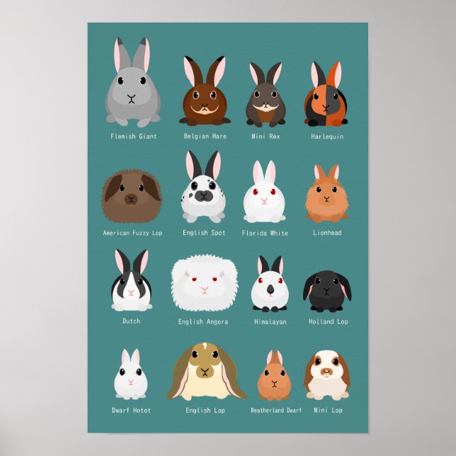 rabbit breeds poster (Front)