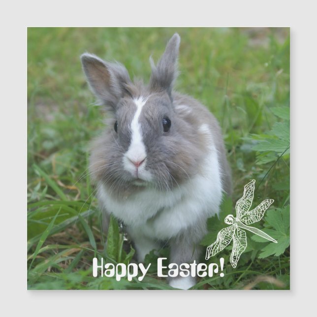 Rabbit bunny (Front)