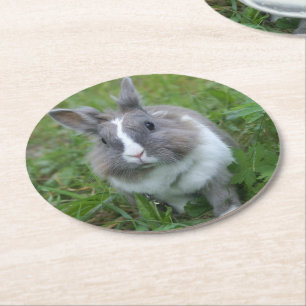 Rabbit bunny round paper coaster