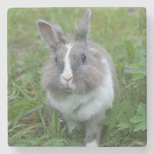 Rabbit bunny stone coaster