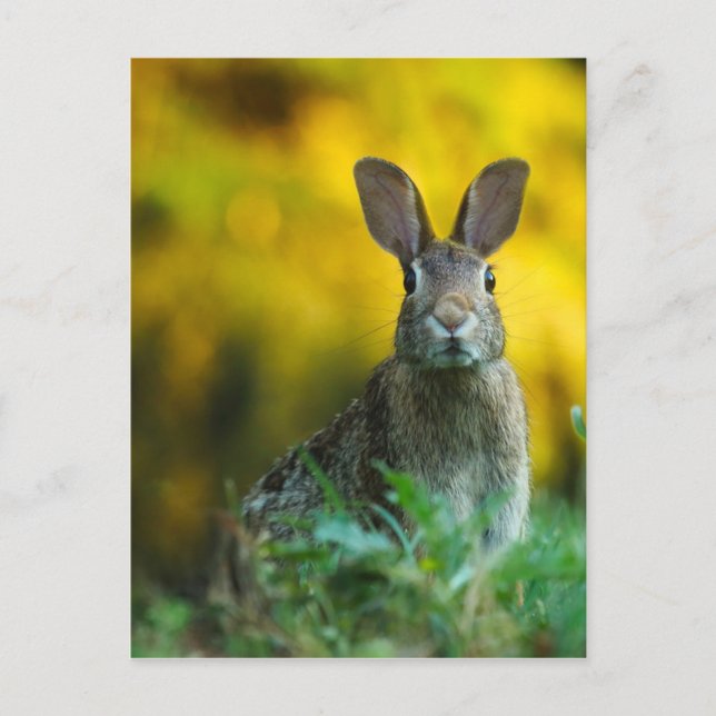 Rabbit Bunny Wildlife Forest Postcard (Front)