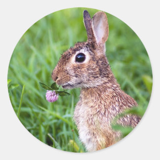 Rabbit Classic Round Sticker