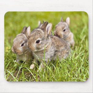 Rabbit Family Mouse Pad