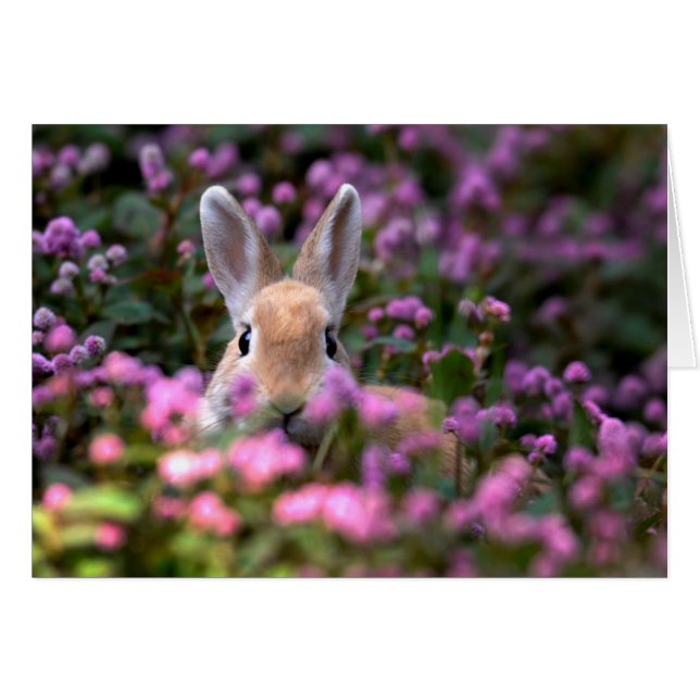 Rabbit farm (Front Horizontal)