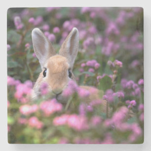 Rabbit farm stone coaster