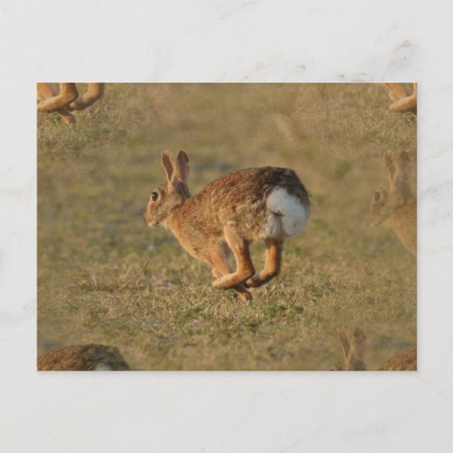 Rabbit Hopping Postcard (Front)