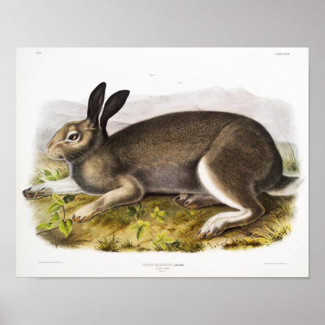 Rabbit Illustration Poster (Front)