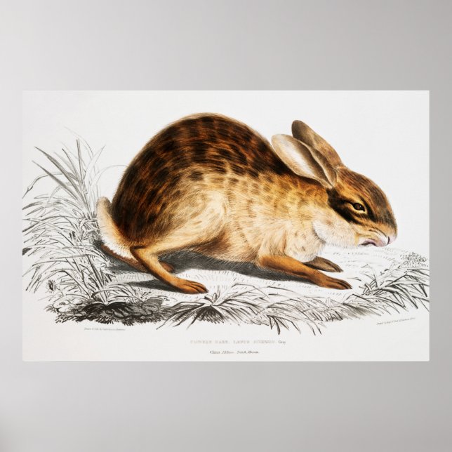 Rabbit Illustration Poster (Front)