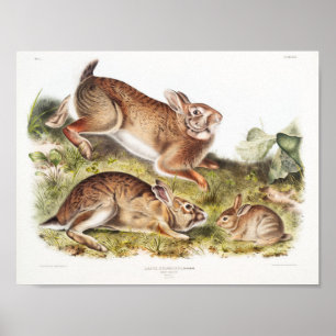 Rabbit Illustration Poster