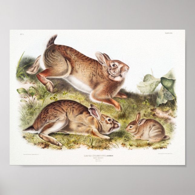 Rabbit Illustration Poster (Front)