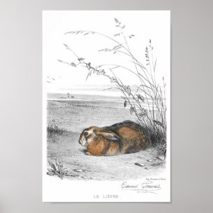 Rabbit Illustration Poster
