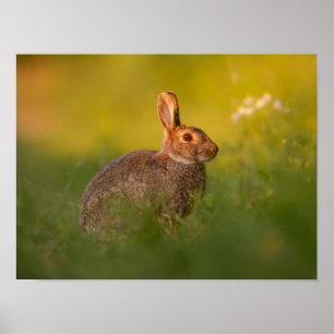 Rabbit in the evening light Poster