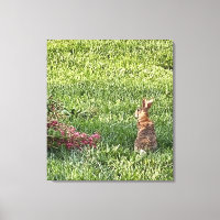 Rabbit in the Grass – Peaceful Nature Photography 