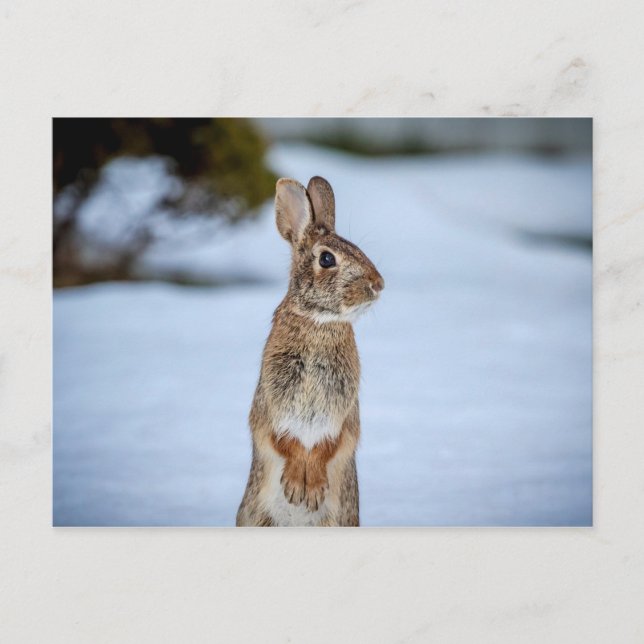 Rabbit in the snow postcard (Front)