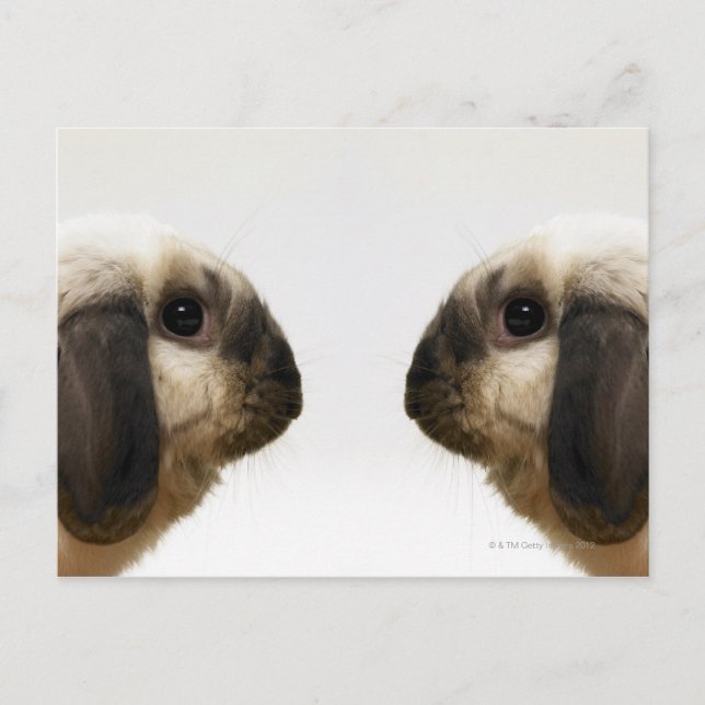 Rabbit looking at rabbit postcard (Front)