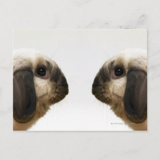 Rabbit looking at rabbit postcard