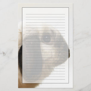 Rabbit looking at rabbit stationery