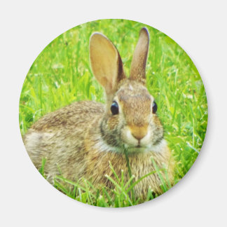 rabbit magnet