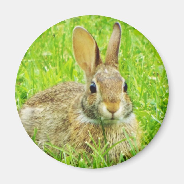 rabbit magnet (Front)