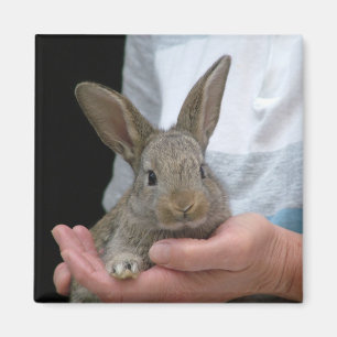rabbit magnet