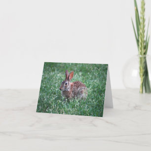 Rabbit Notecard