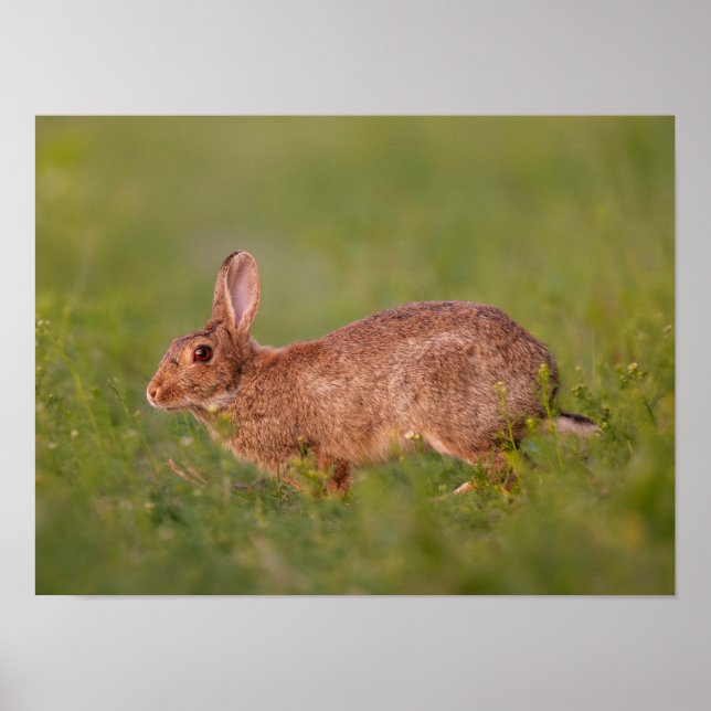 Rabbit on Meadow Poster (Front)