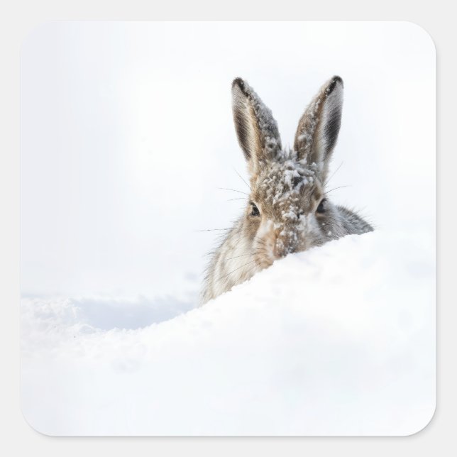 Rabbit Peeking Over a Snowdrift Square Sticker (Front)