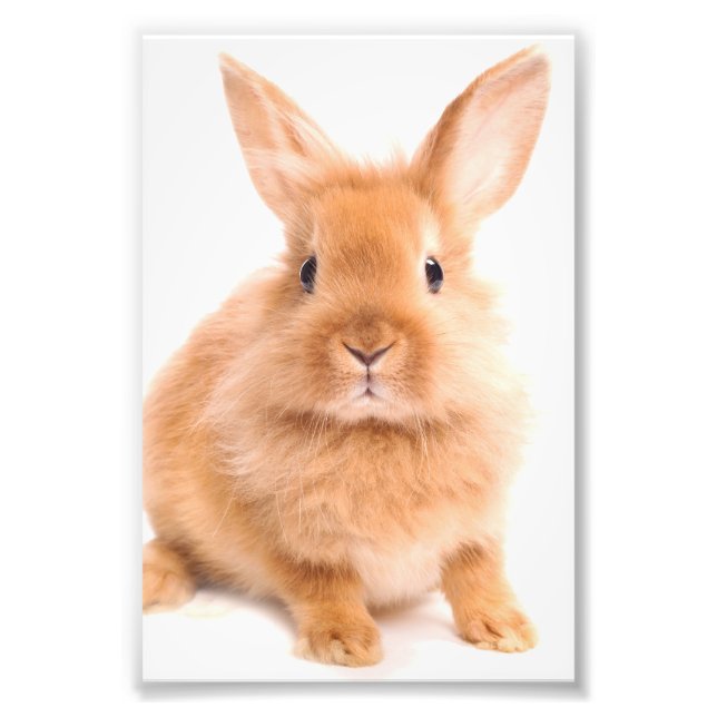 Rabbit Photo Print (Front)