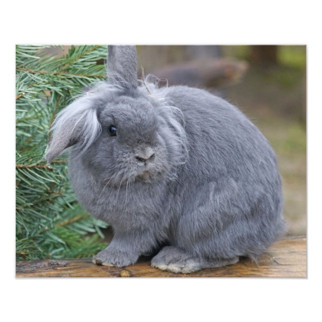 Rabbit Photo Print (Front)