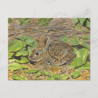 Rabbit post card