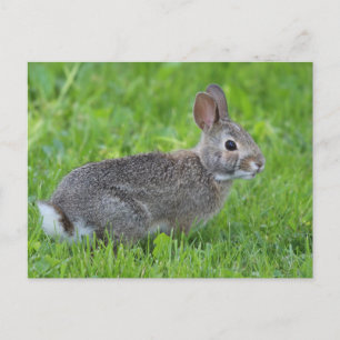 Rabbit Postcard