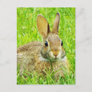 rabbit postcard