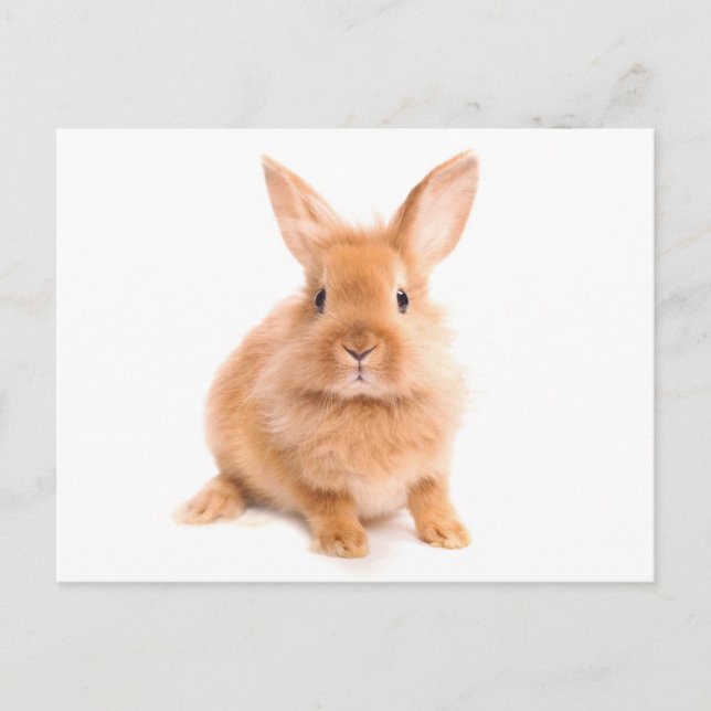 Rabbit Postcard (Front)