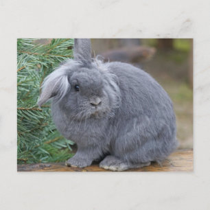 Rabbit Postcard
