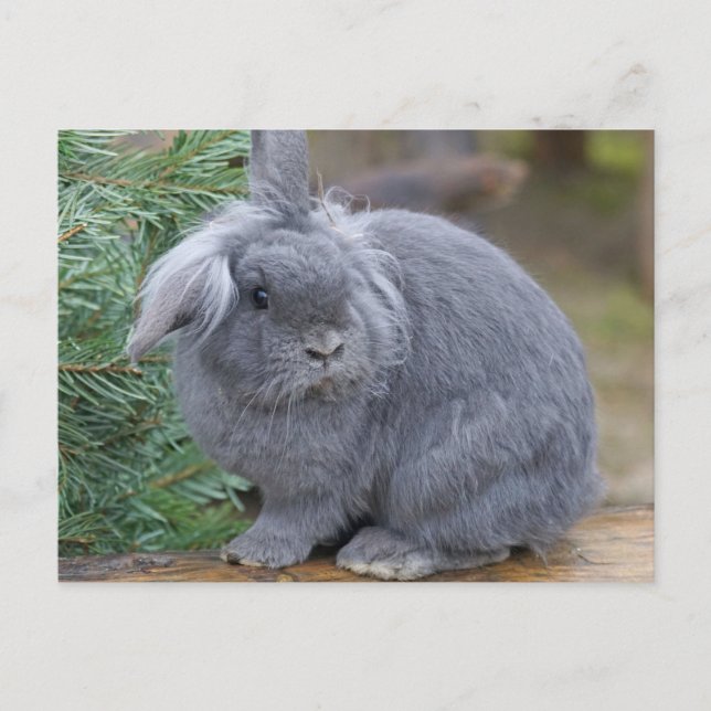 Rabbit Postcard (Front)