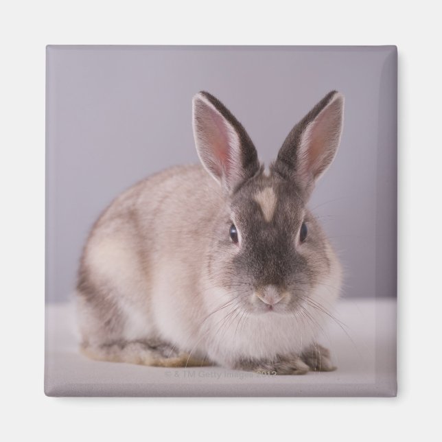 rabbit,simple background,animal,white table, magnet (Front)