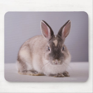 rabbit,simple background,animal,white table, mouse pad