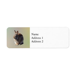 Rabbit Sitting
