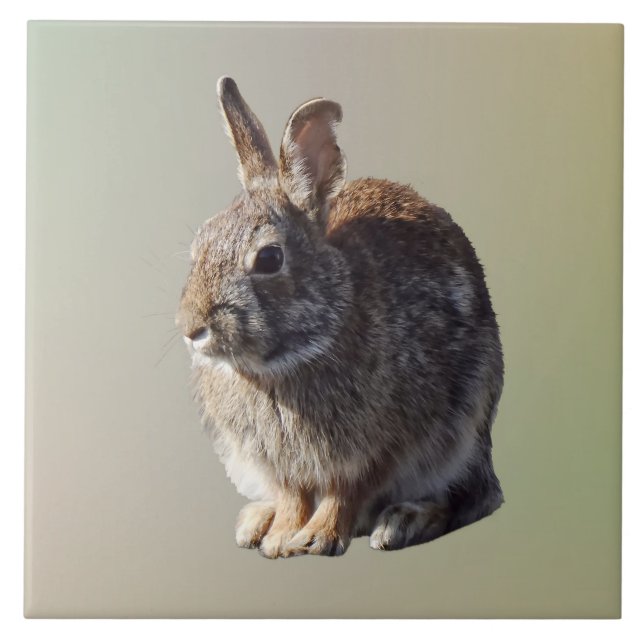 Rabbit Sitting Tile (Front)