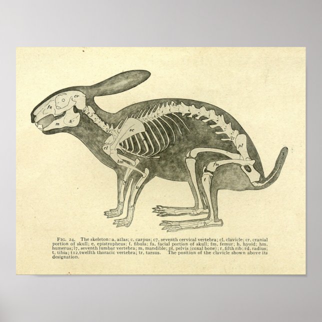Rabbit Skeleton Anatomy Vintage Veterinary Print (Front)