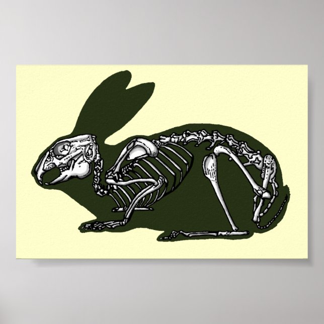 rabbit skeleton poster (Front)