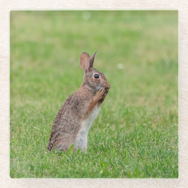 Rabbit standing in the grass and looking shy glass coaster (Front)
