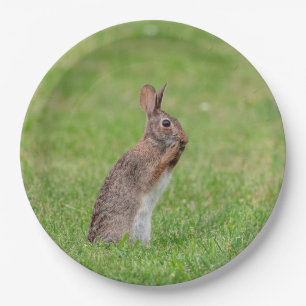 Rabbit standing in the grass and looking shy paper plate